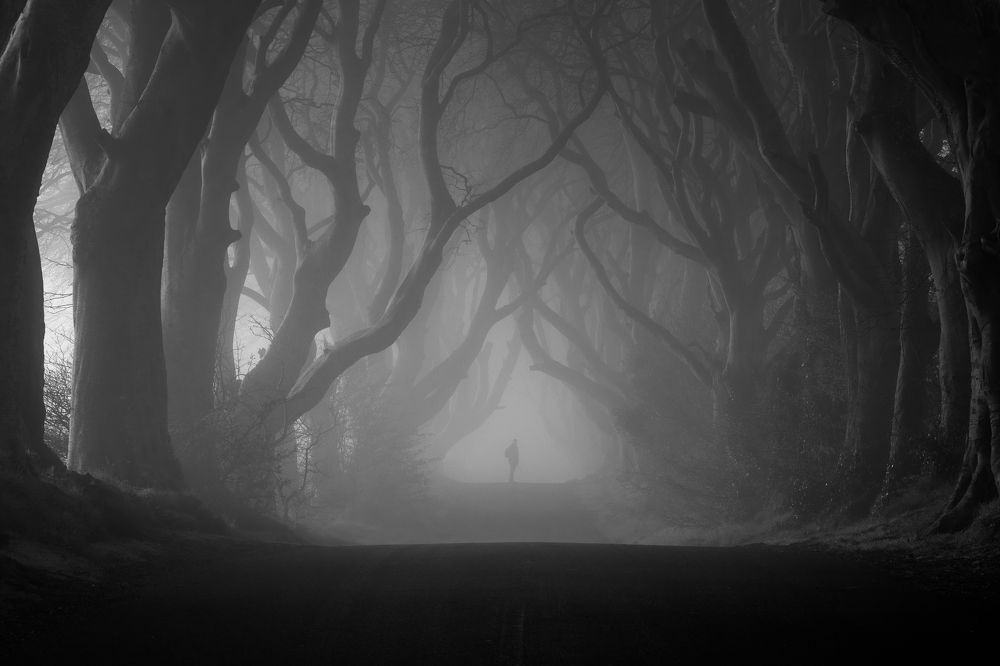 The Dark Hedges.