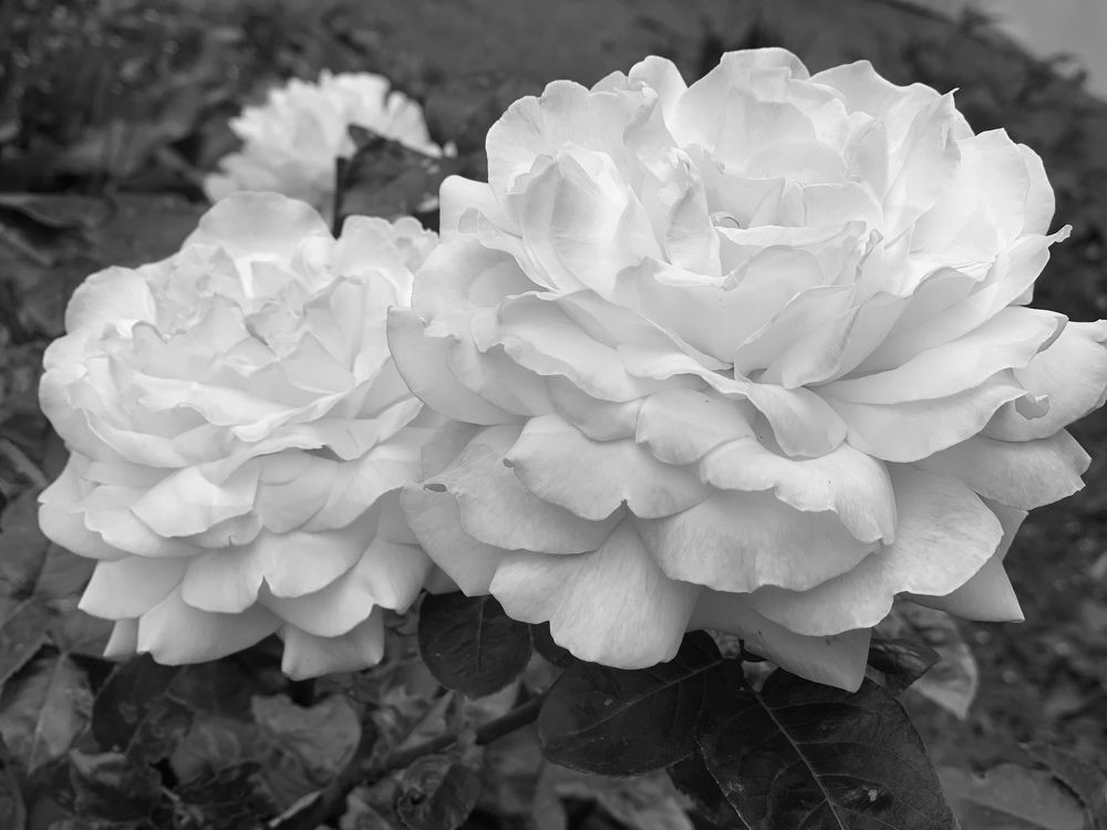 Photograph by Анаит Даниелян