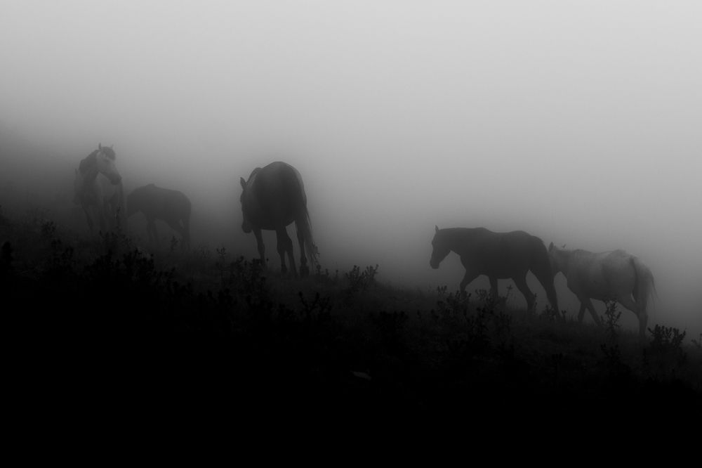 Photograph by Hamid Espanani