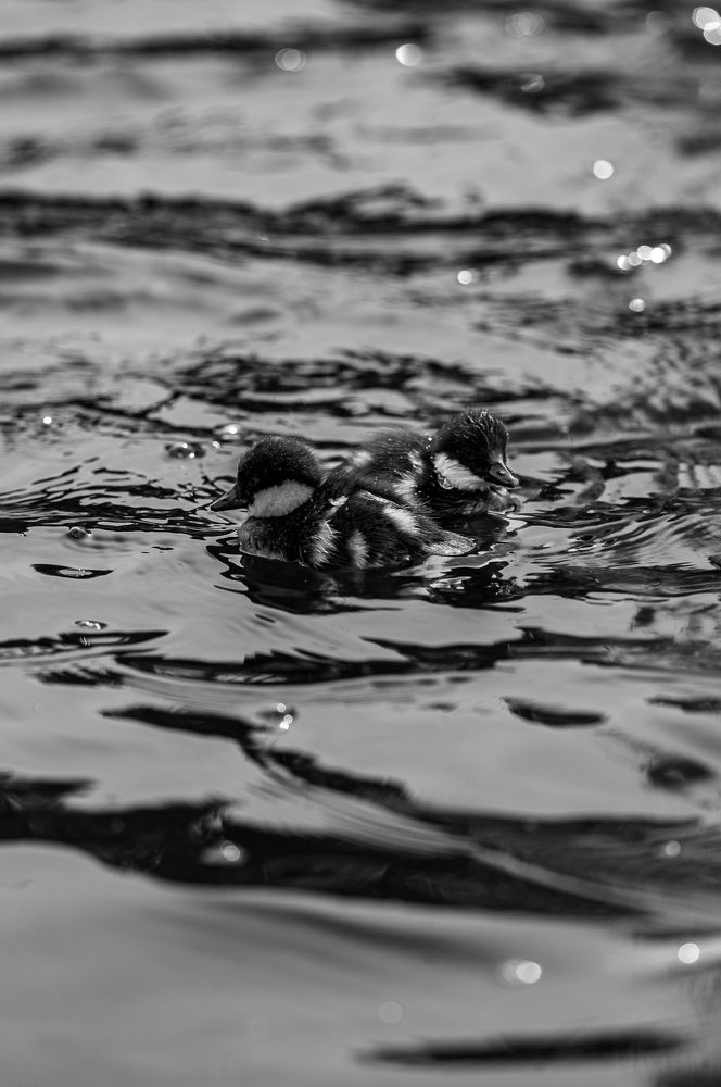 Фотография автора павел ермаков