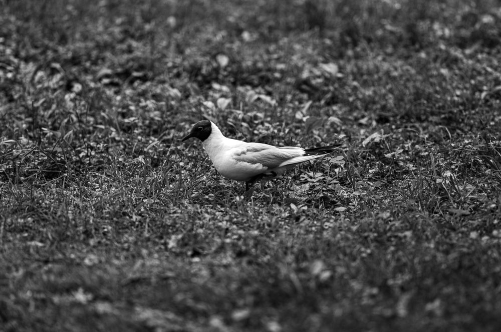 Фотография автора павел ермаков