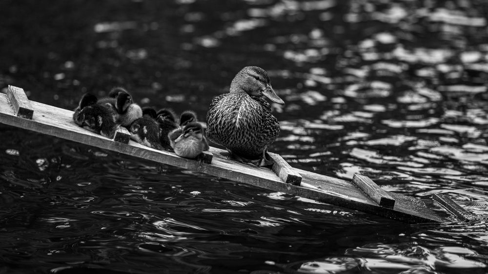 Фотография автора павел ермаков