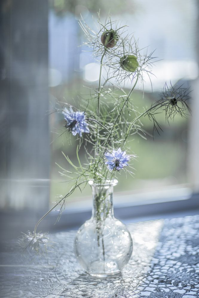 Фотография автора Ольга Никанович