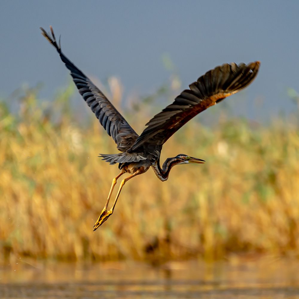 Purple Heron in Flight