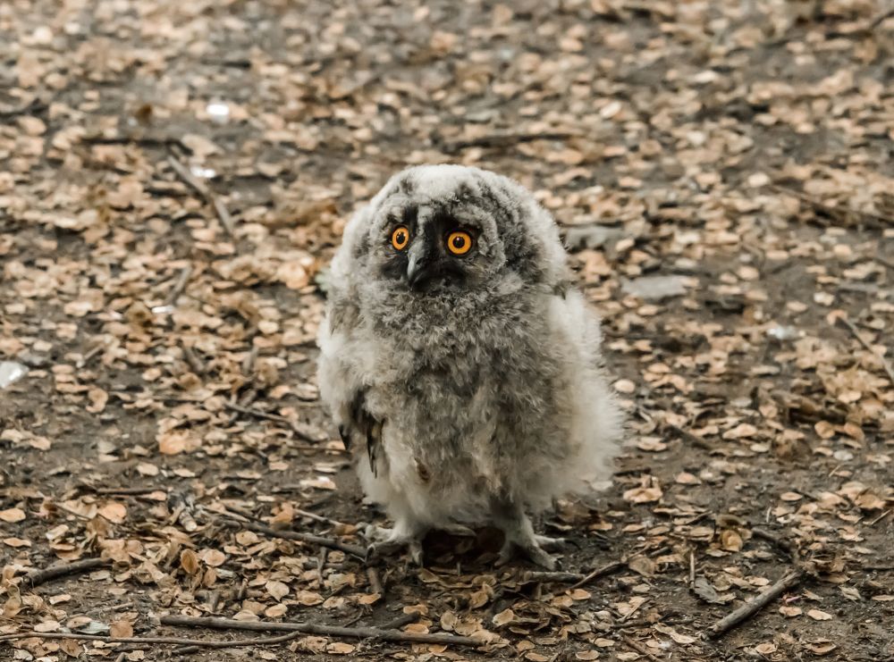 Photograph by Николай Диордиев