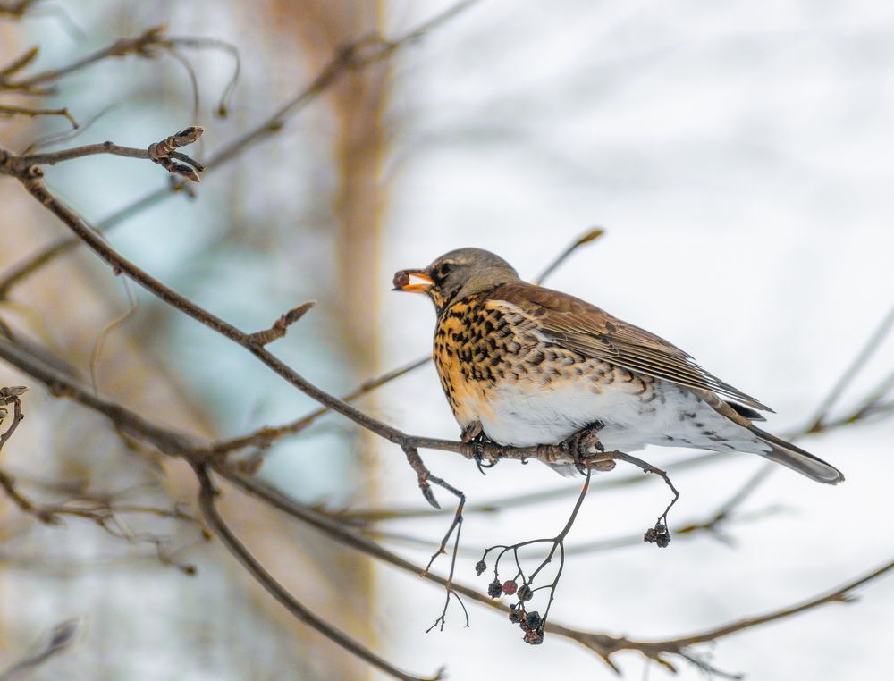 Photograph by Герман Корнеев