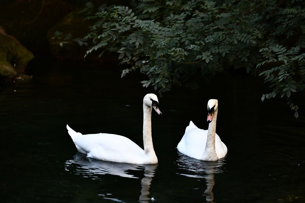 Лебединая песня