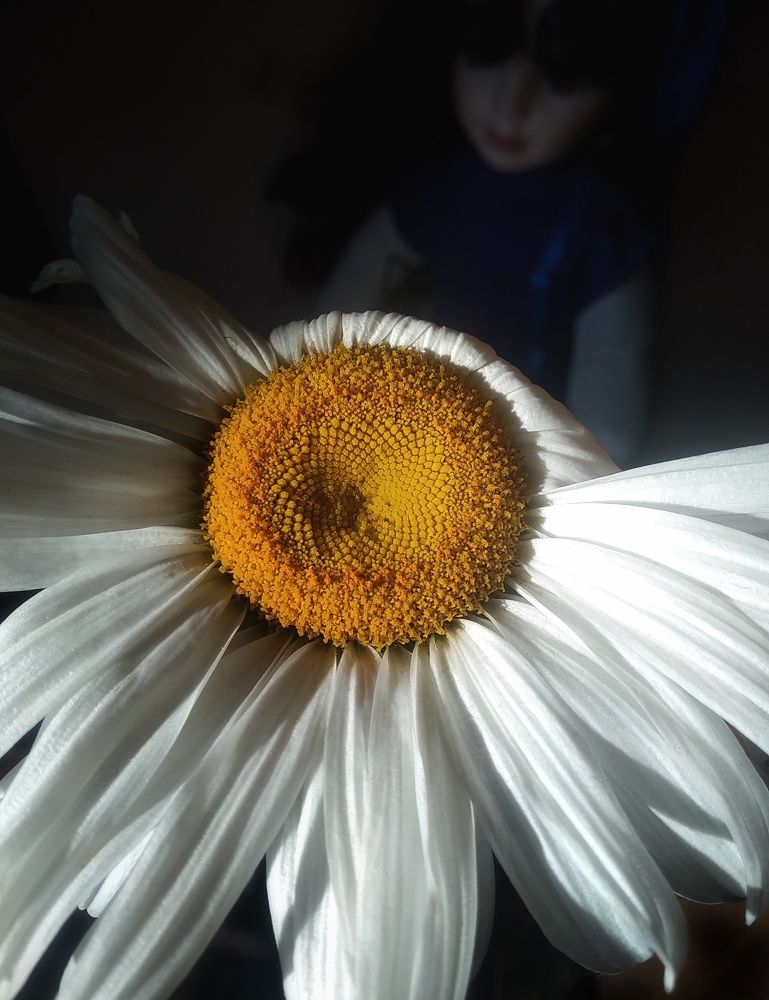 Photograph by Людмила М