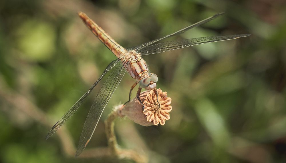 Photograph by Сергей Челахов