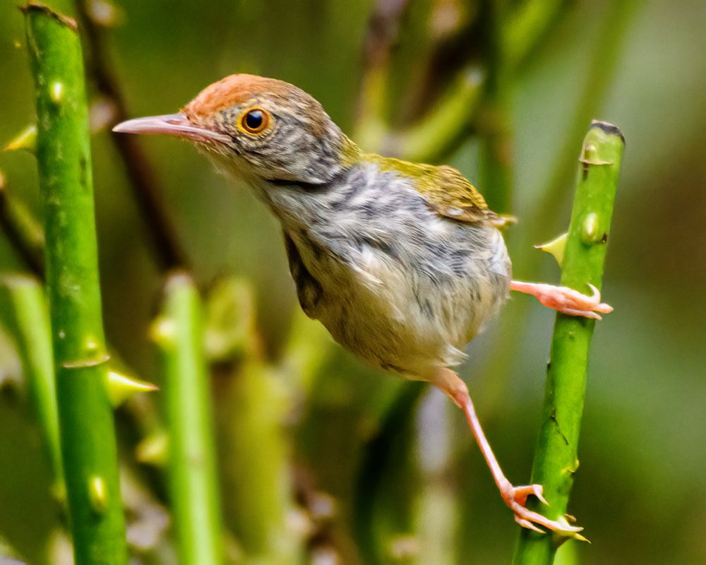 Фотография автора Trần Minh Thìn
