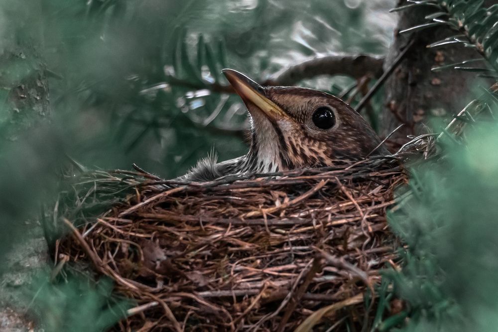 Photograph by Антон Журавлев