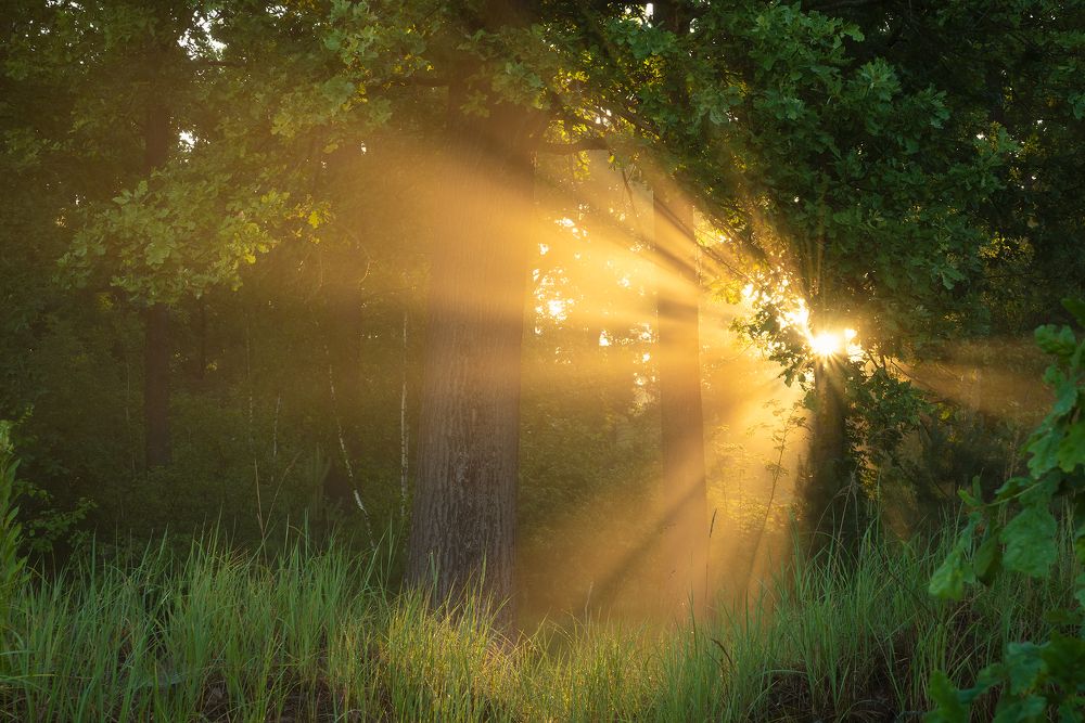 Летний рассвет в лесу