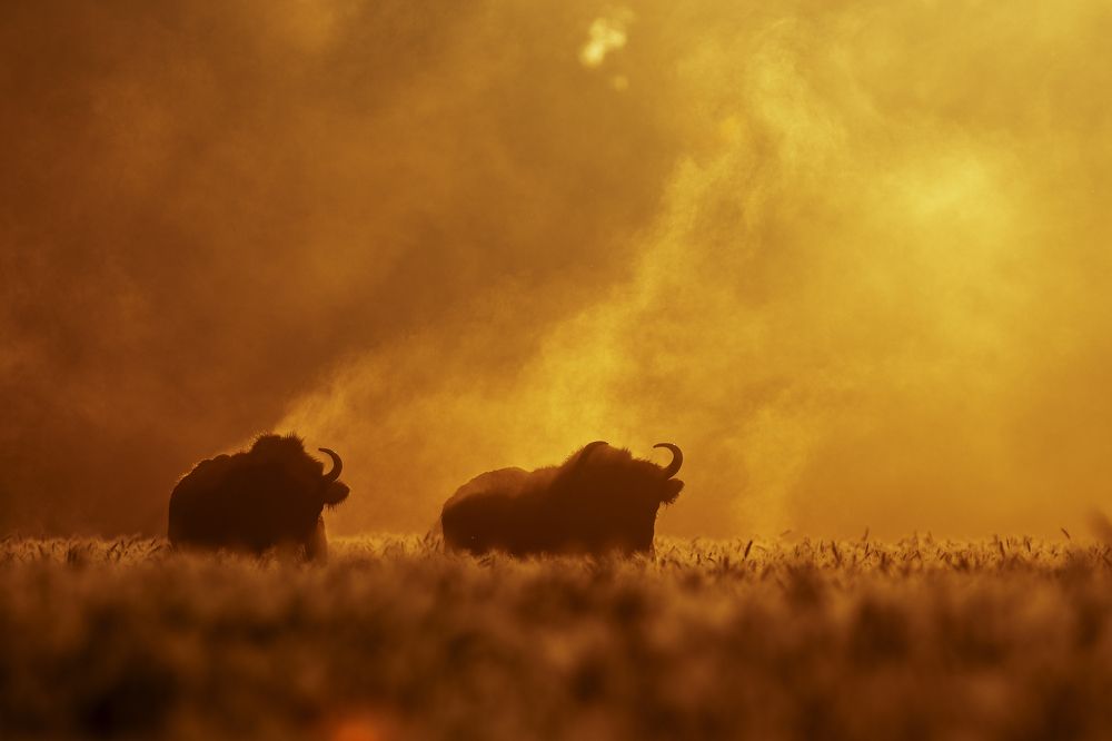 Photograph by Marcin Parzybut