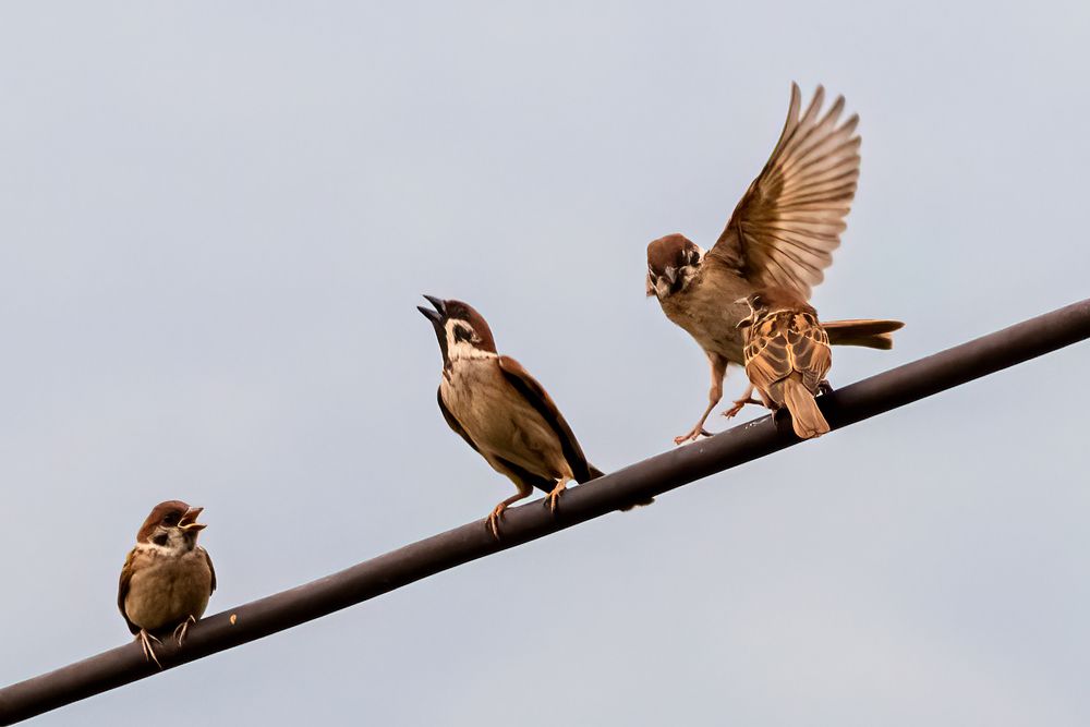 Фотография автора Trần Minh Thìn