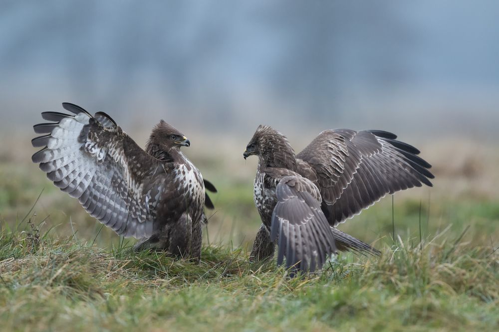 Photograph by Marcin Parzybut