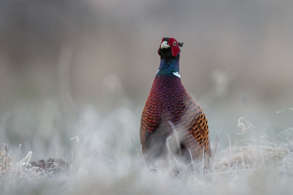 Photograph by Marcin Parzybut