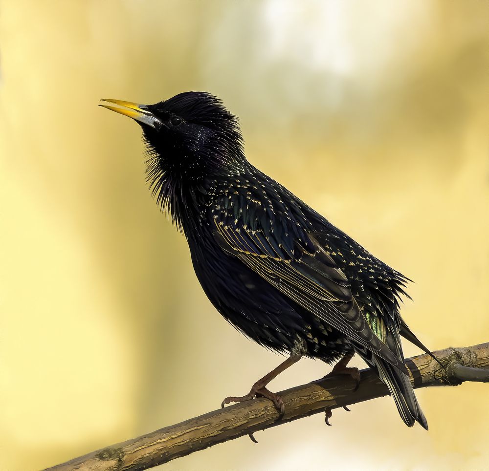 Фотография автора Михаил Ездаков