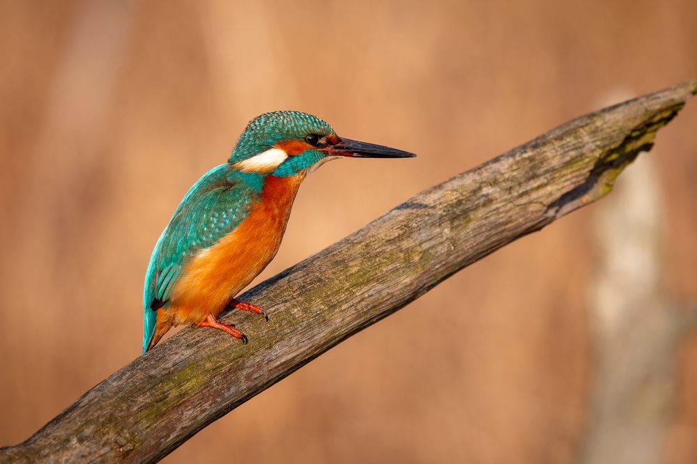 Photograph by Marcin Parzybut