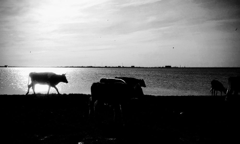 Photo #7768883