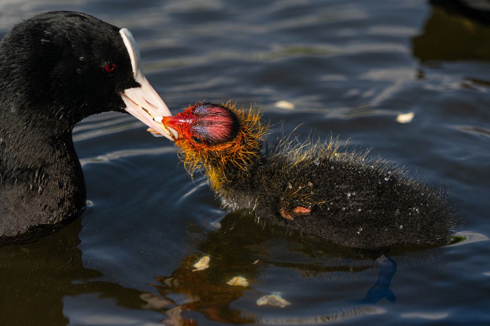 Фотография автора Julia A Caesar