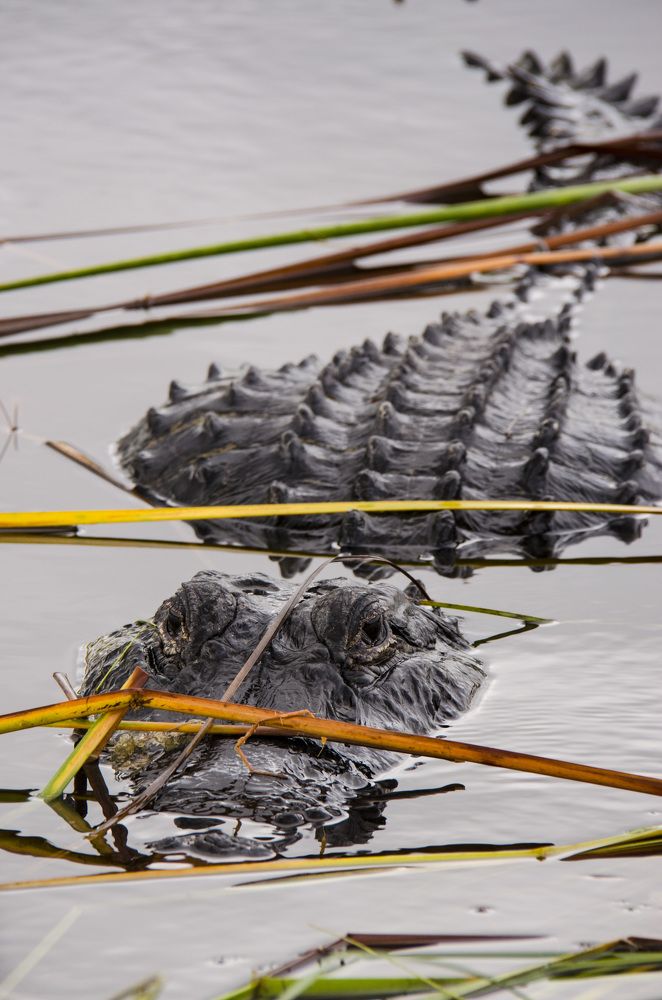 Crocodile at the Swamps