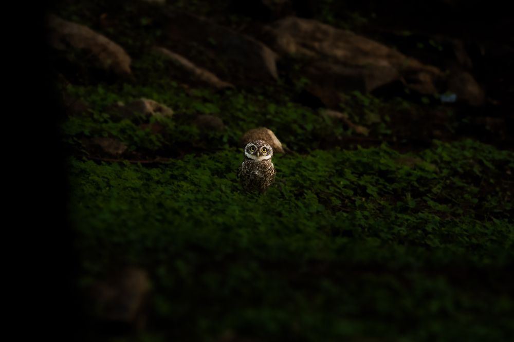 Фотография автора Ishan Vora