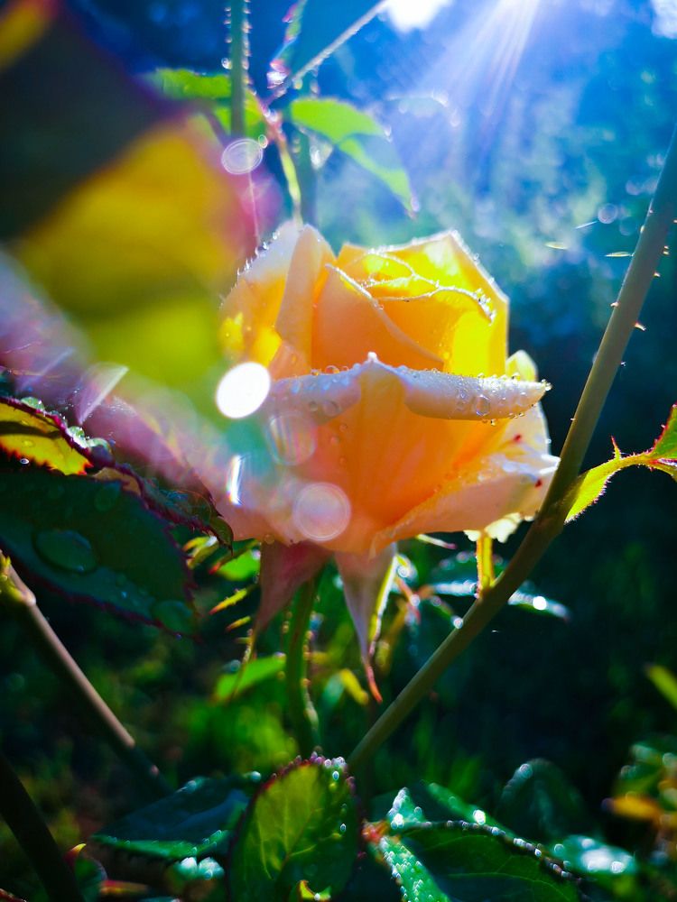 Photograph by Аля Кнастер