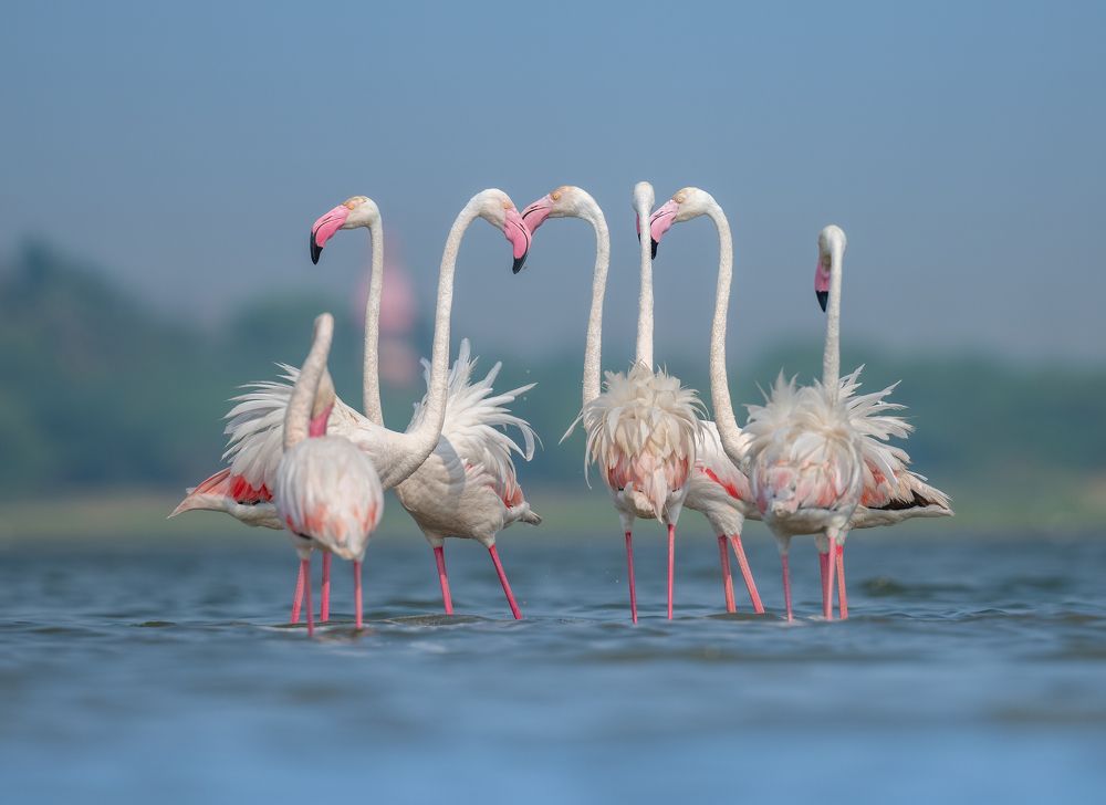 Photograph by Anindita Datta Muhuri