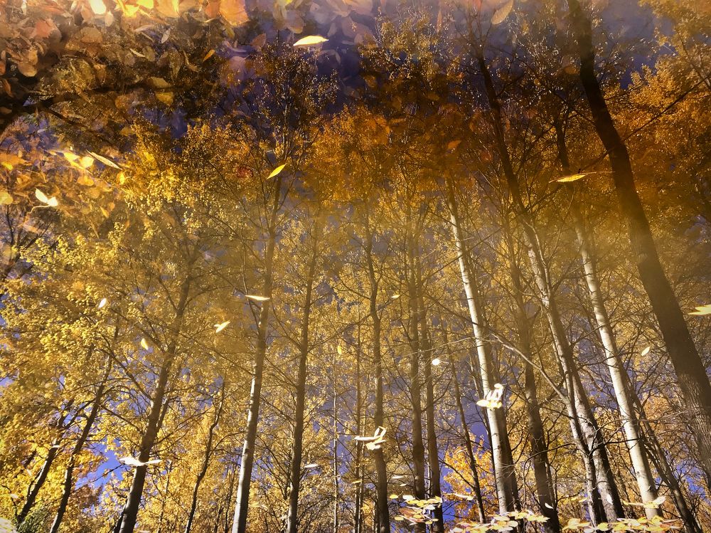 Золото отражений