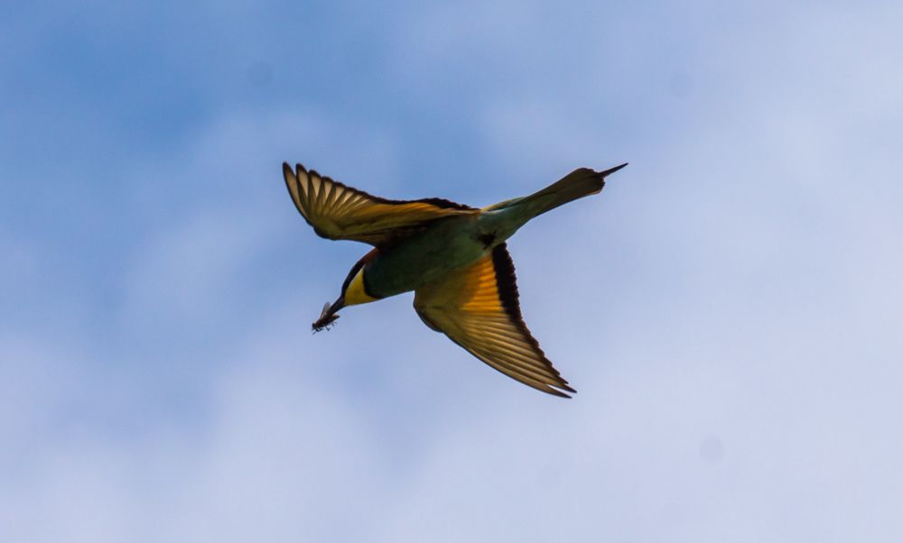 Photograph by Елена Гольдебаева