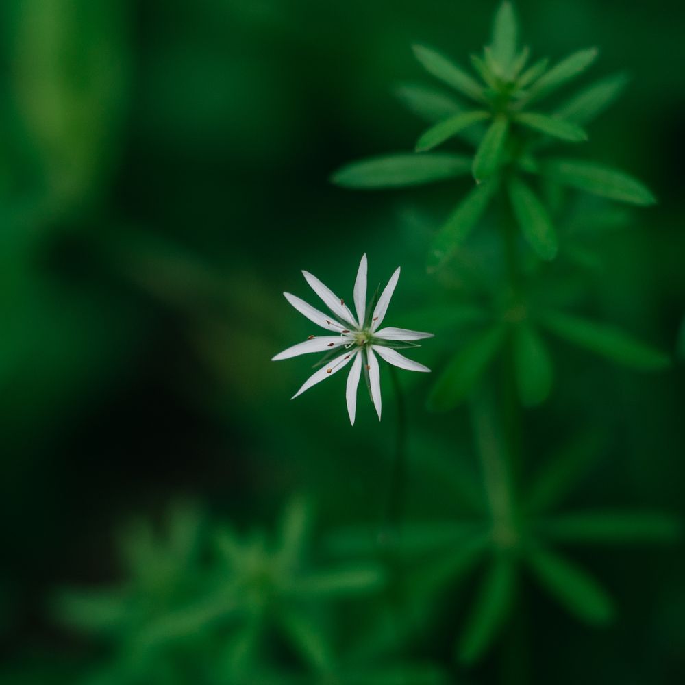 Photograph by Елена Мирзоева