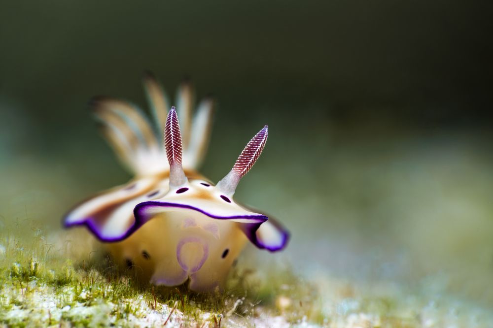 Photograph by Савин Андрей