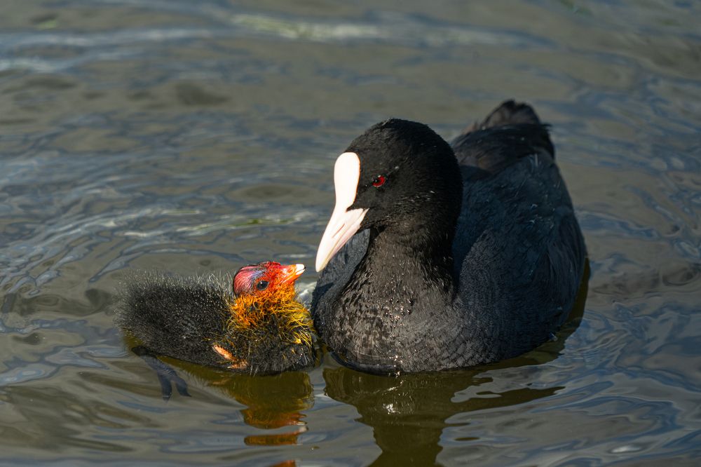Фотография автора Julia A Caesar