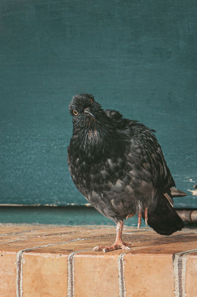 Photograph by Светлана Жорнова