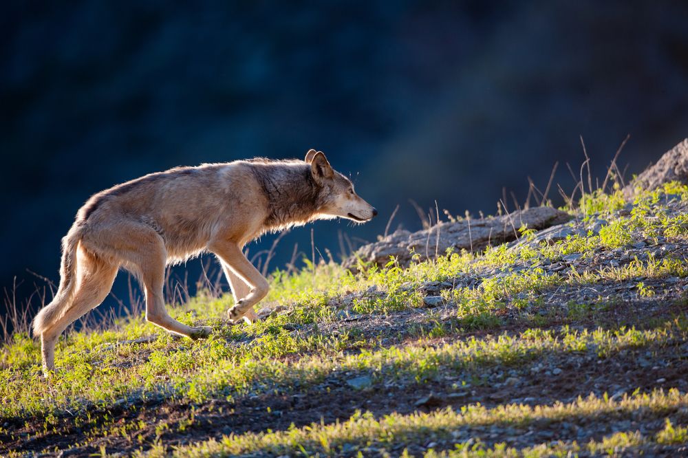 Photograph by Afanasev Roman