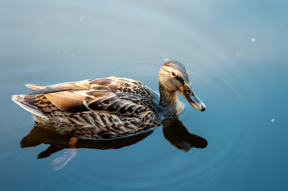 Photograph by Юрий Хорошев