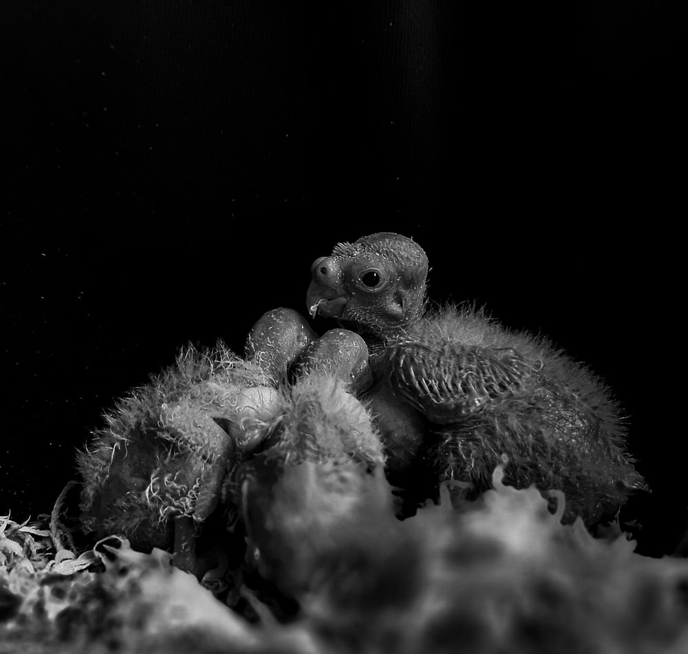 Photograph by Ahmed Fahmy