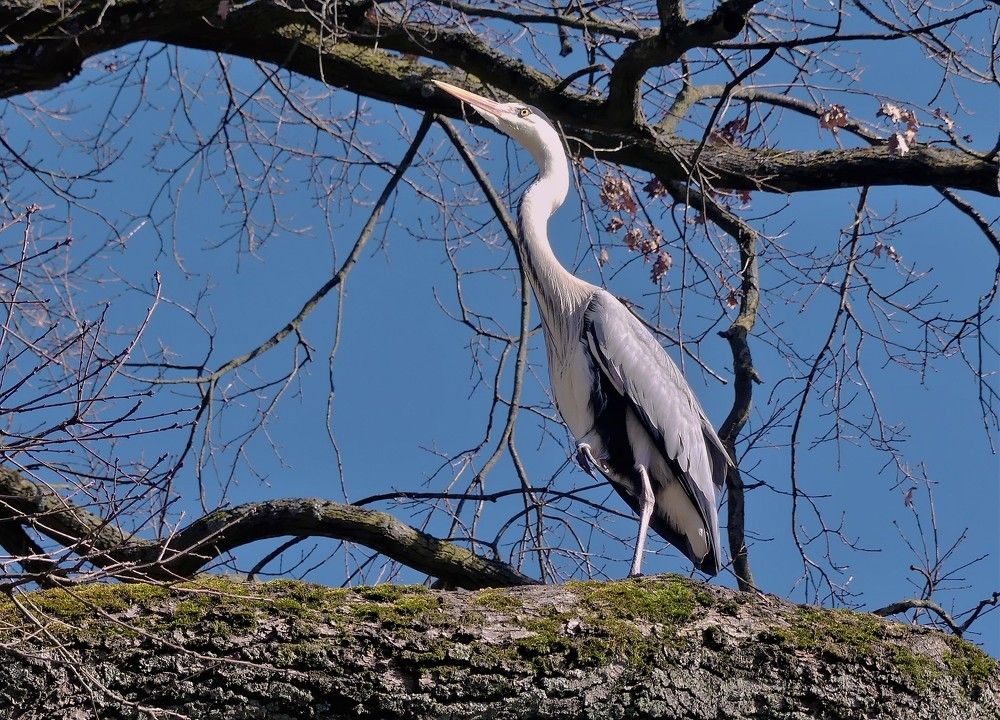 Высоко сижу, далеко гляжу