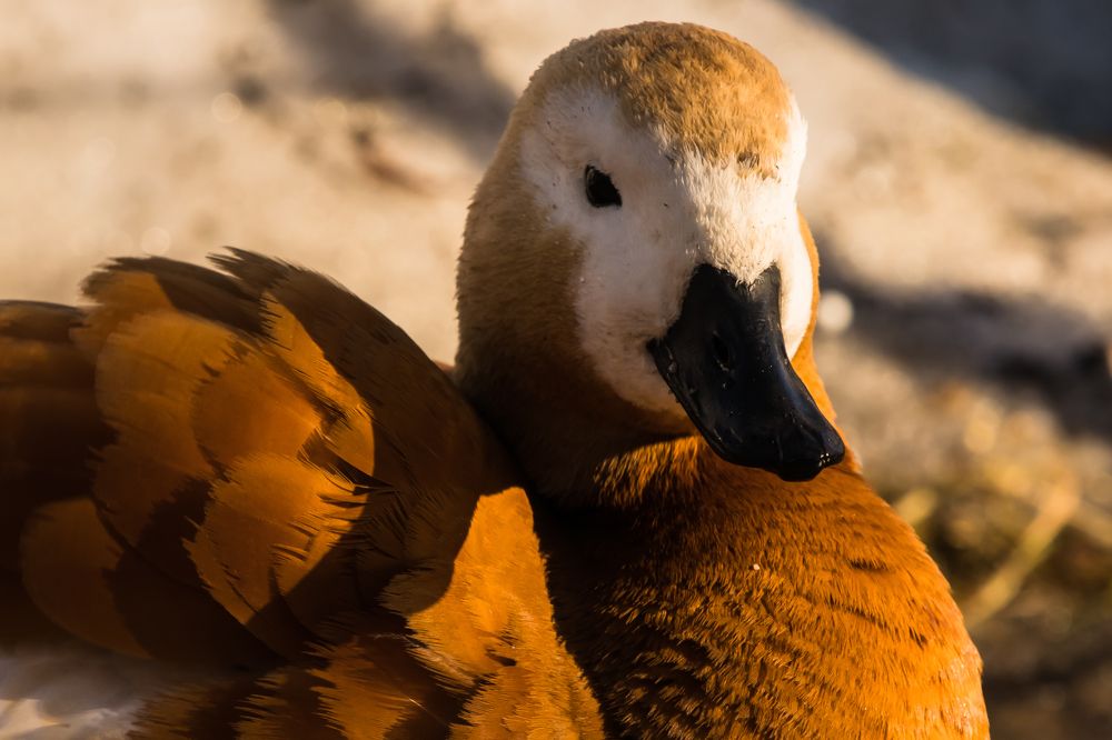 Photograph by Мария Тёмкина