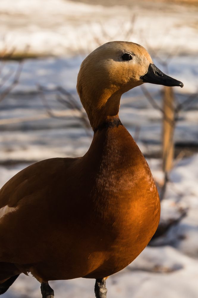 Photograph by Мария Тёмкина