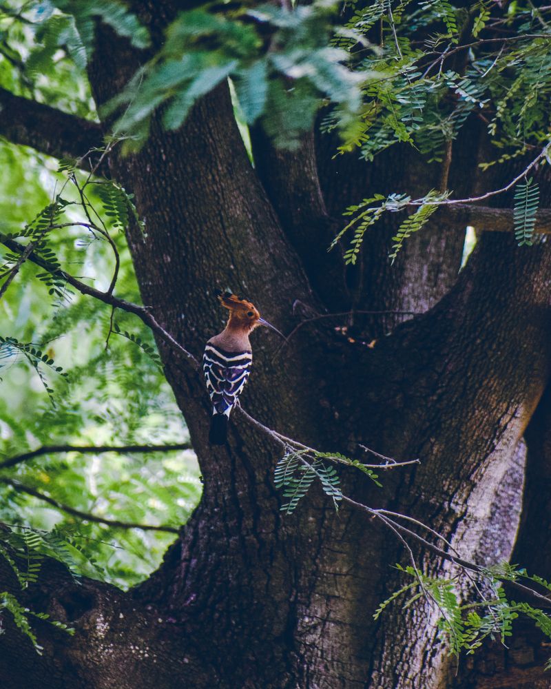 Photograph by Ashiq P F Mohammed