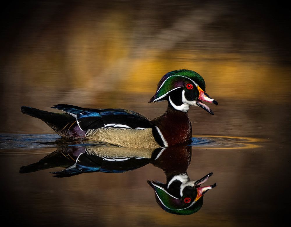 Drake Wood Duck