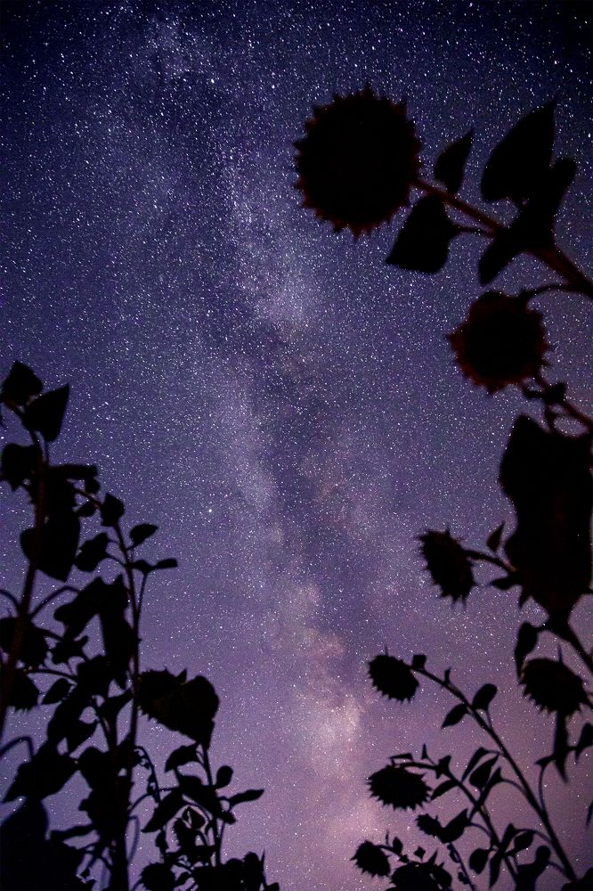 Photograph by Алина Аристова