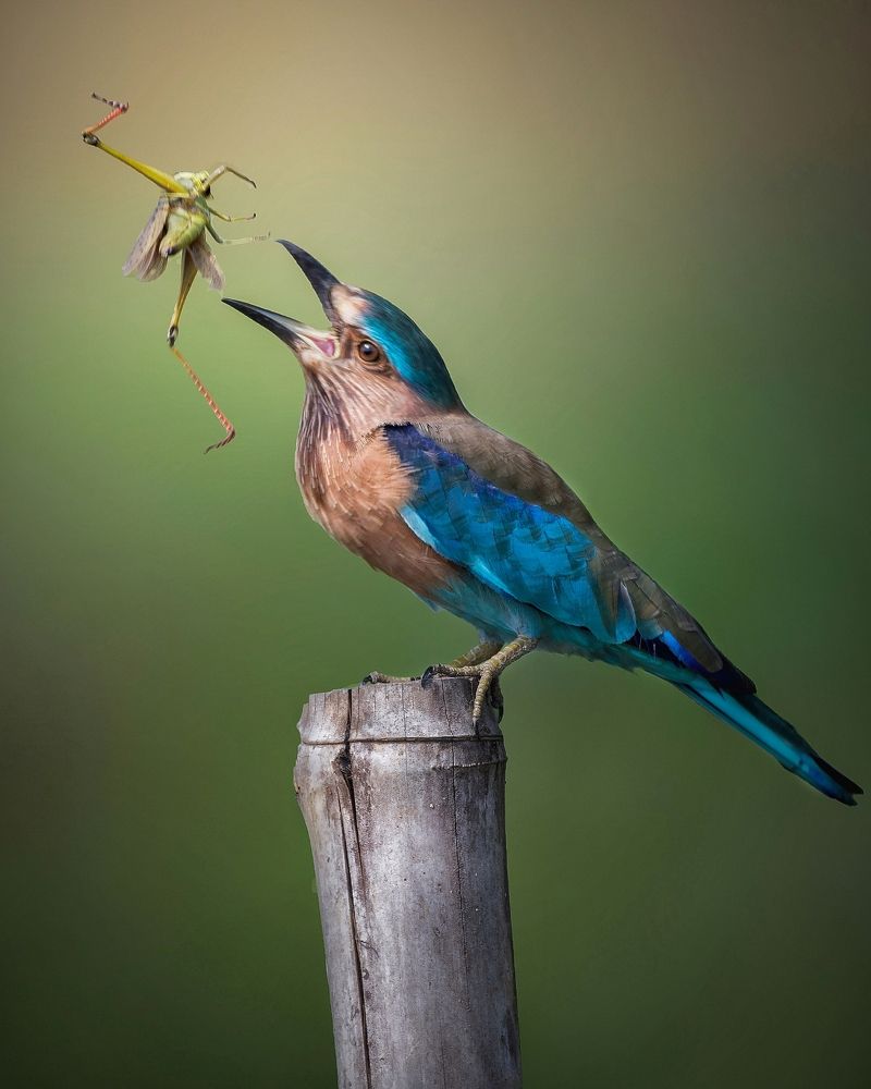 A toss be like this ....