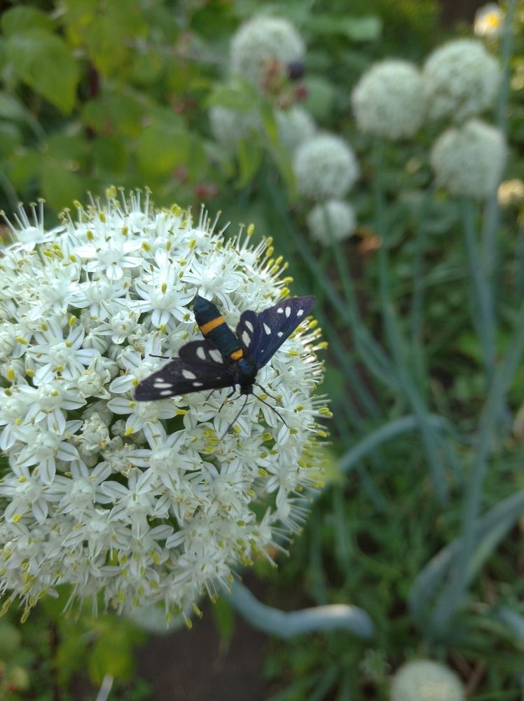 Photograph by Елена Коробченко