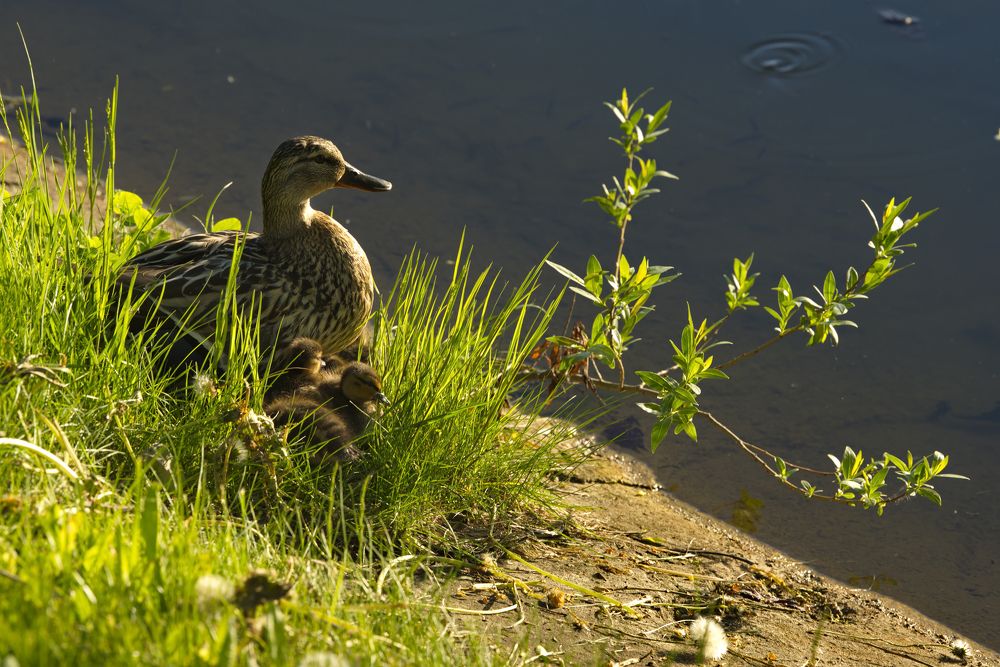 Photograph by Александр КАИ