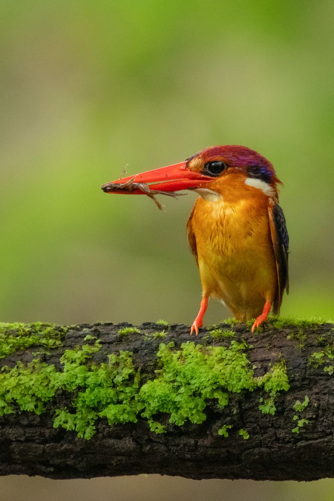 Photograph by Suman Paul