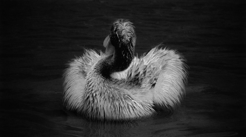 Photograph by Aleksandr Larionov