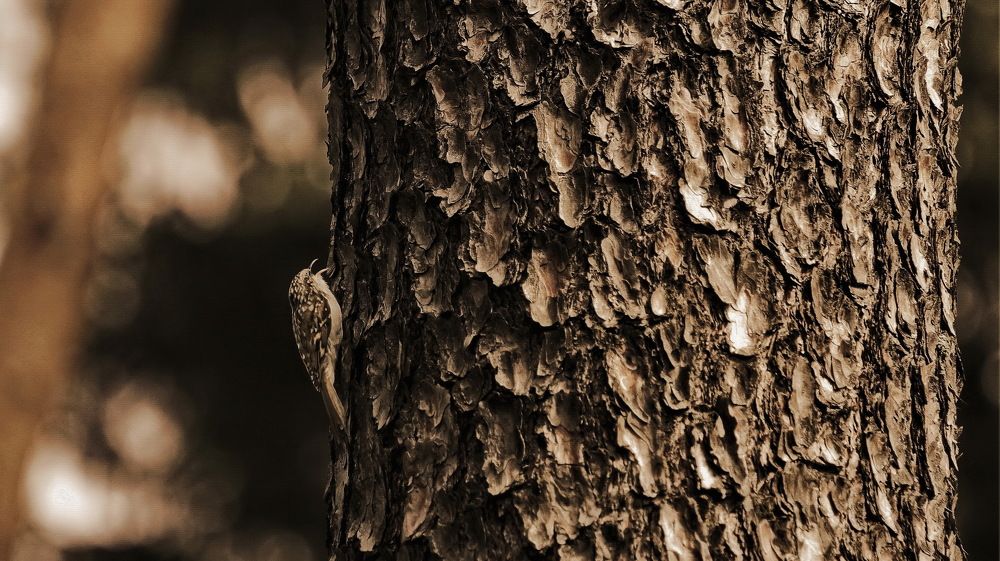 Photograph by Aleksandr Larionov