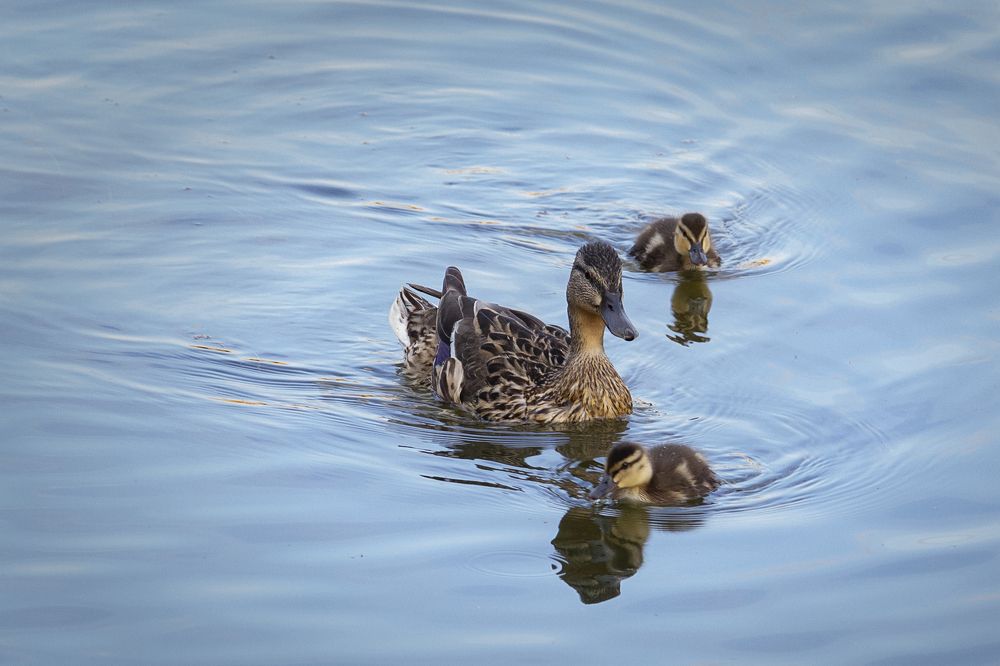 Photograph by Екатерина Рябинина